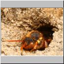 x-Nomada lathburiana w01a.jpg